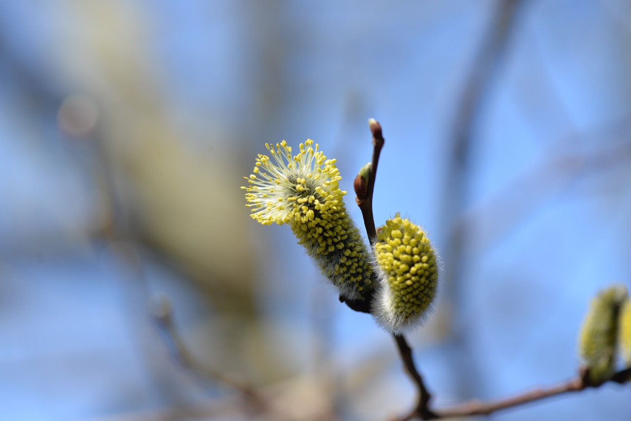 palm kitten blossomed willow catkin free photo