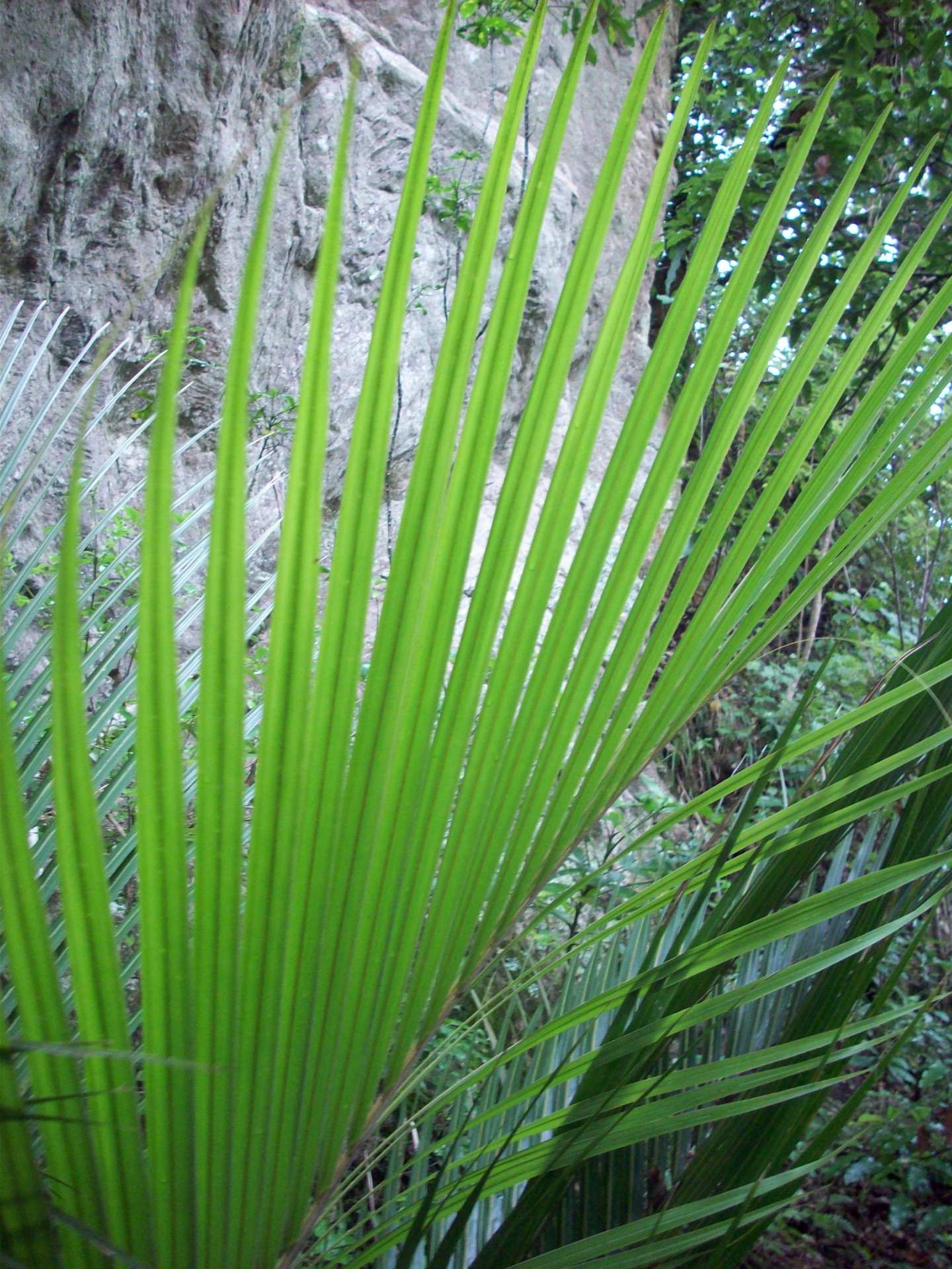 palm palm leaf green leaf free photo