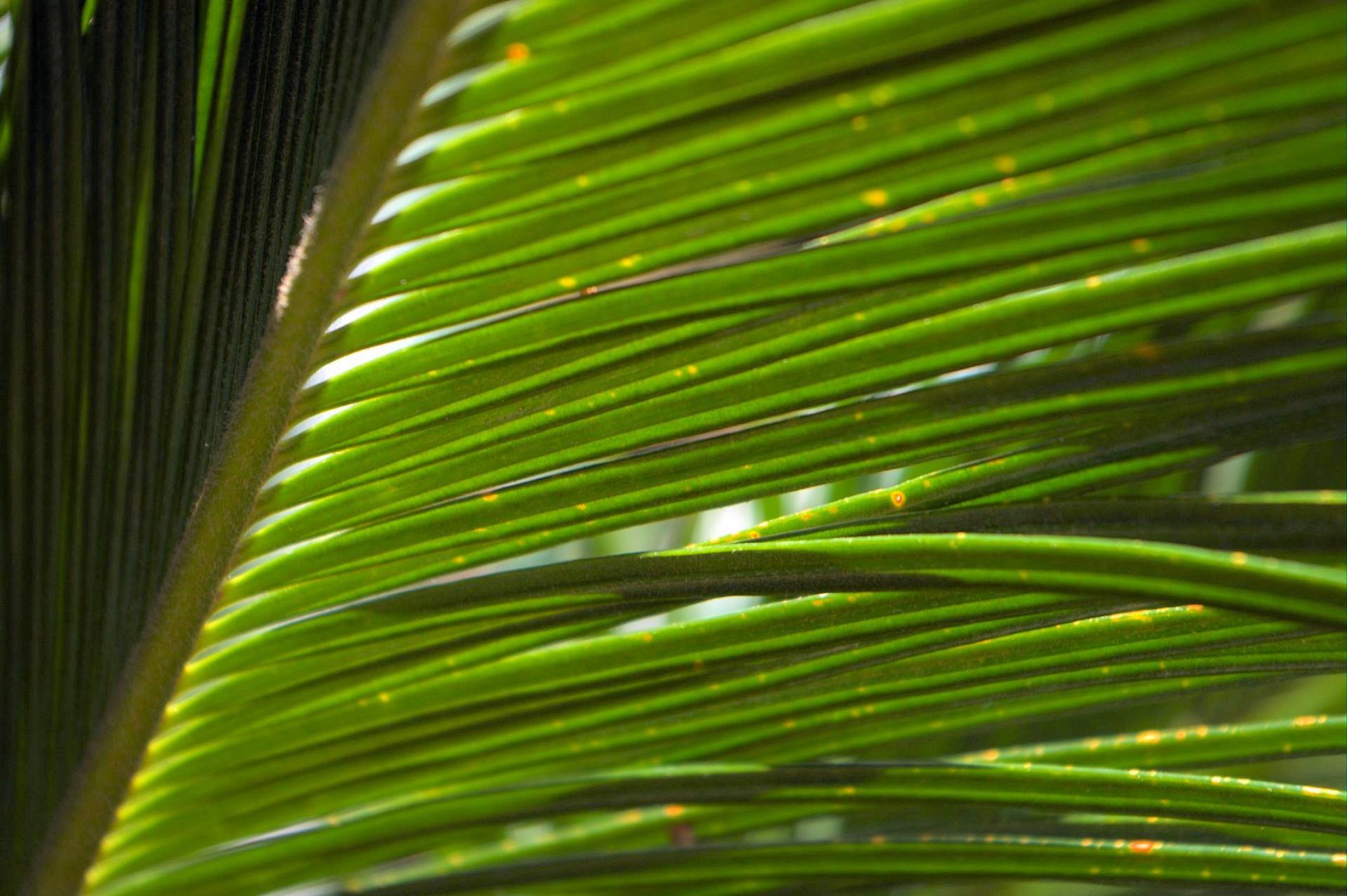 green palm leaf free photo