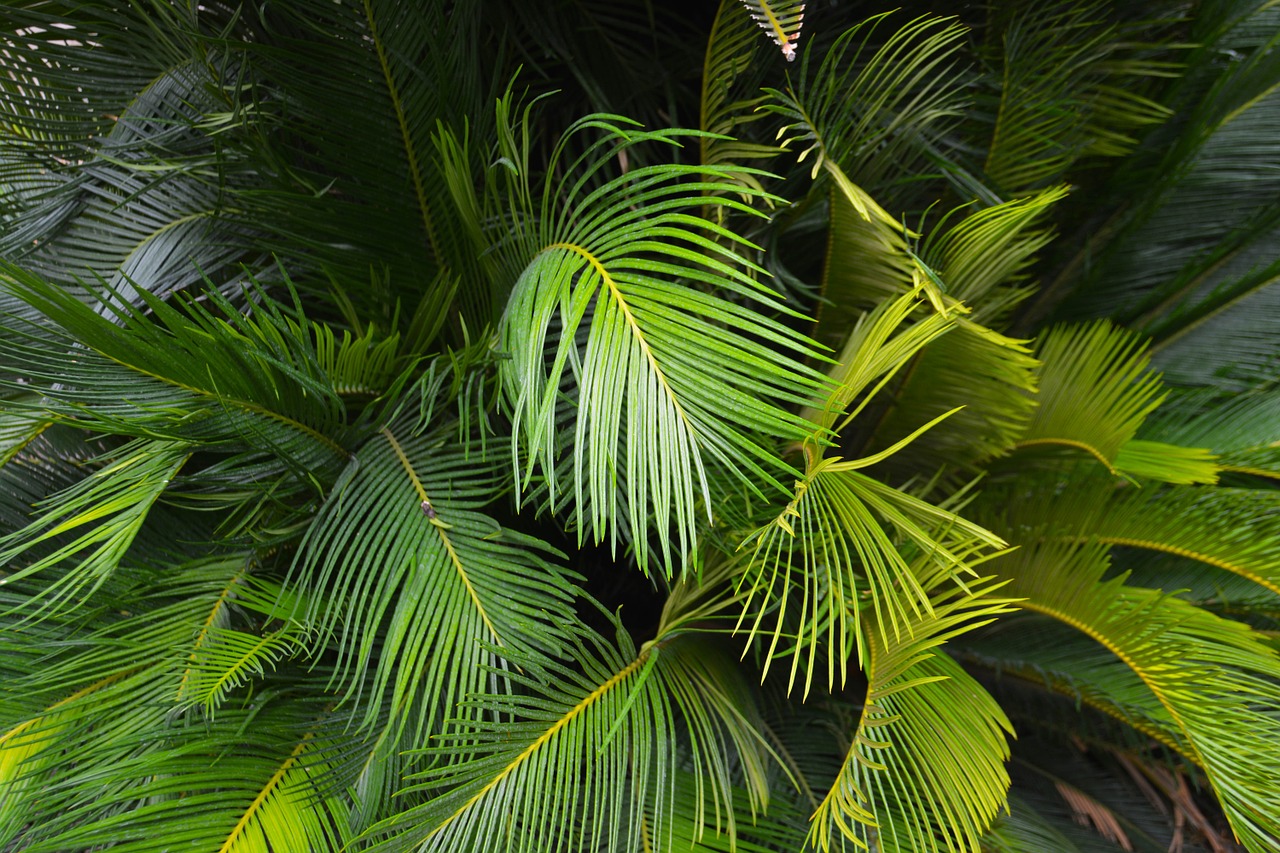 palm leaf ferns fronds free photo