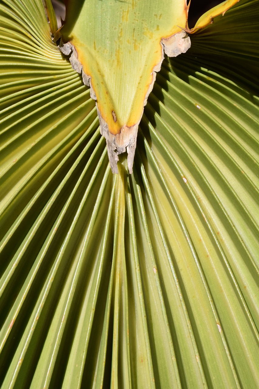 palm leaf subjects fan shaped free photo