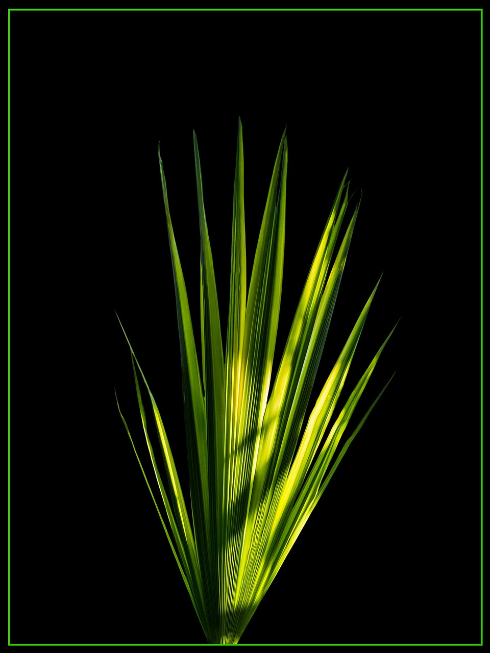 palm leaf new leaf palm fronds free photo