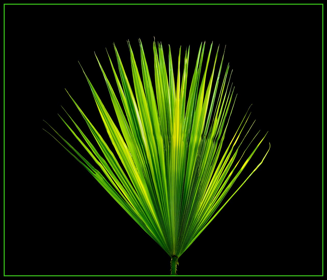 palm leaf new leaf palm fronds free photo