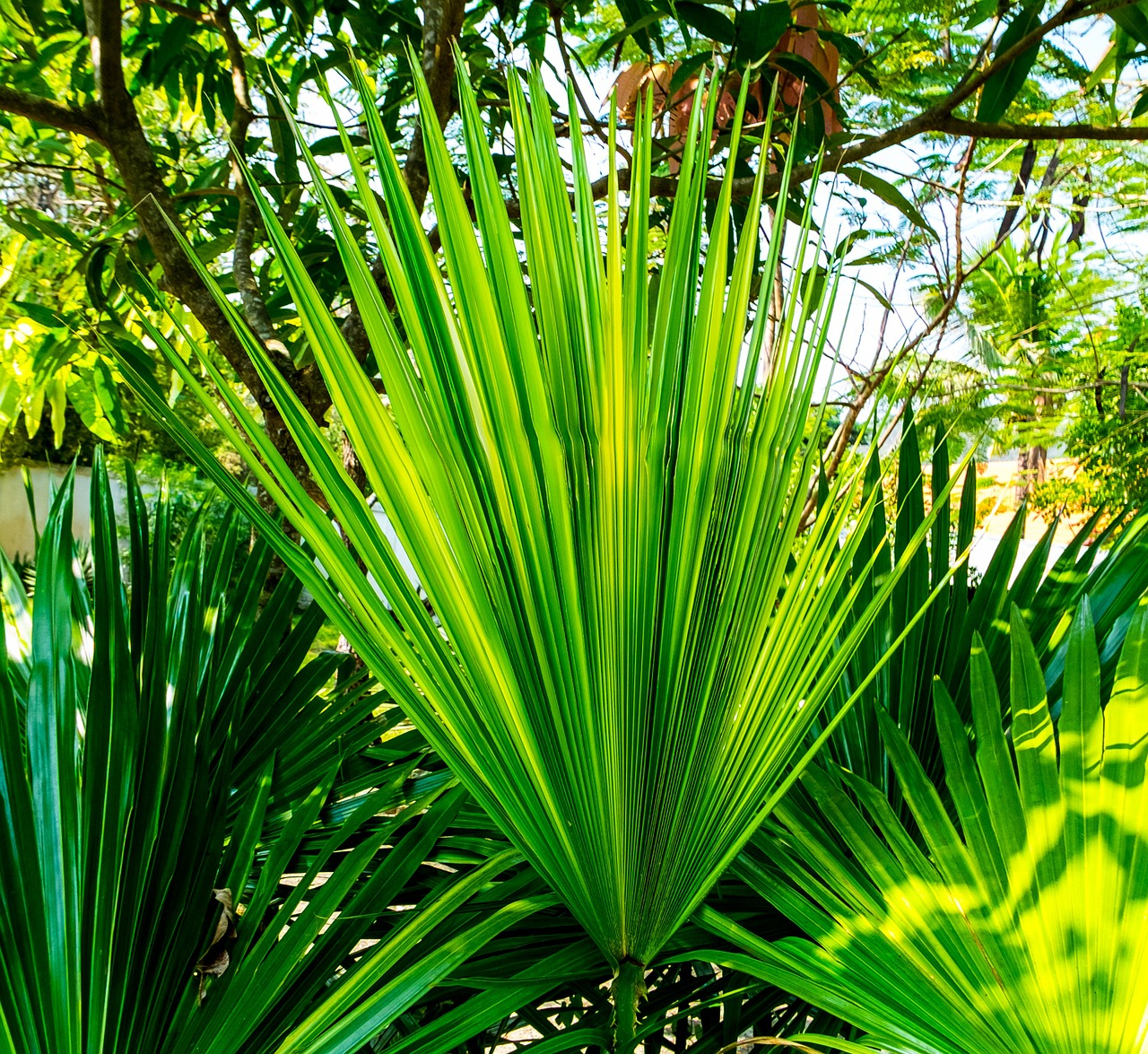 palm leaf new leaf palm fronds free photo