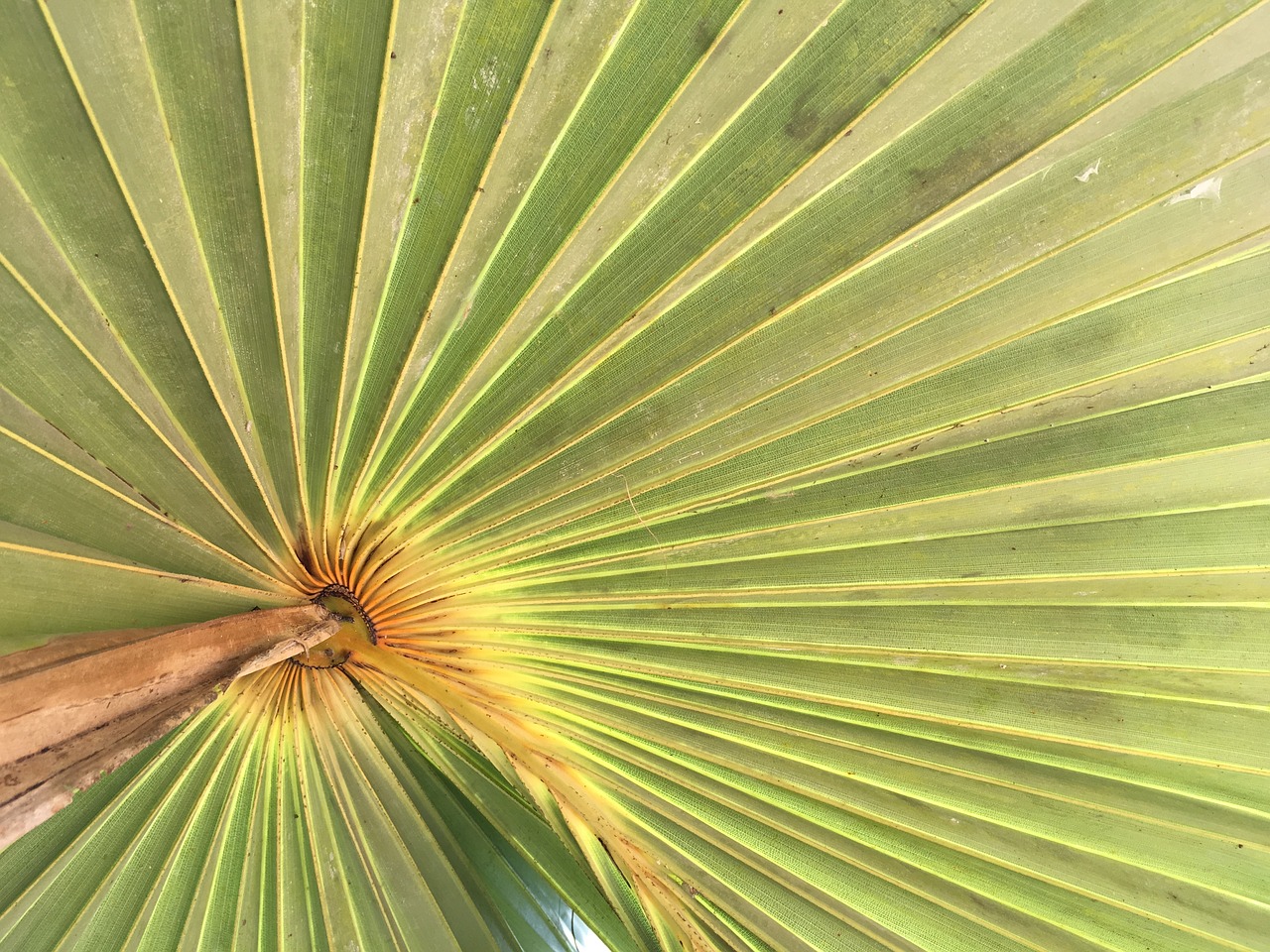 palm leaf green tropical free photo