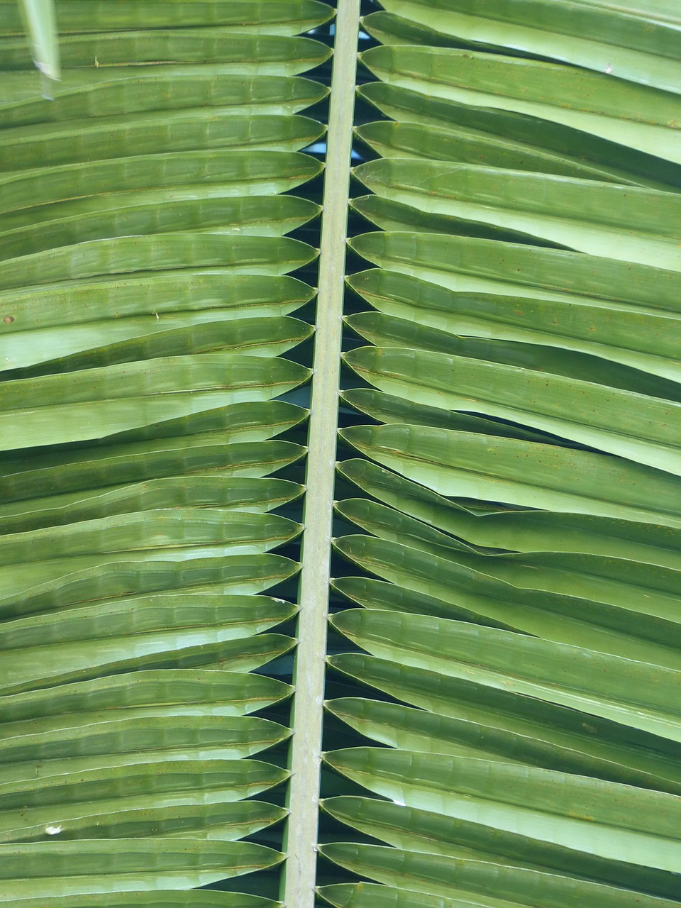palm leaf foliage lush free photo