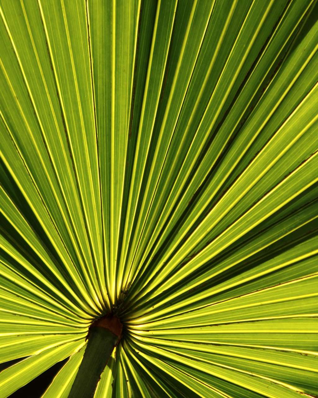 palm leaf leaf tropical free photo