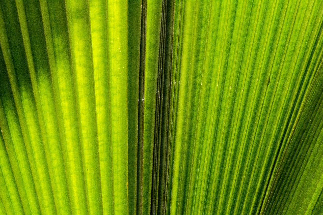 palm leaf  tropical  leaf free photo