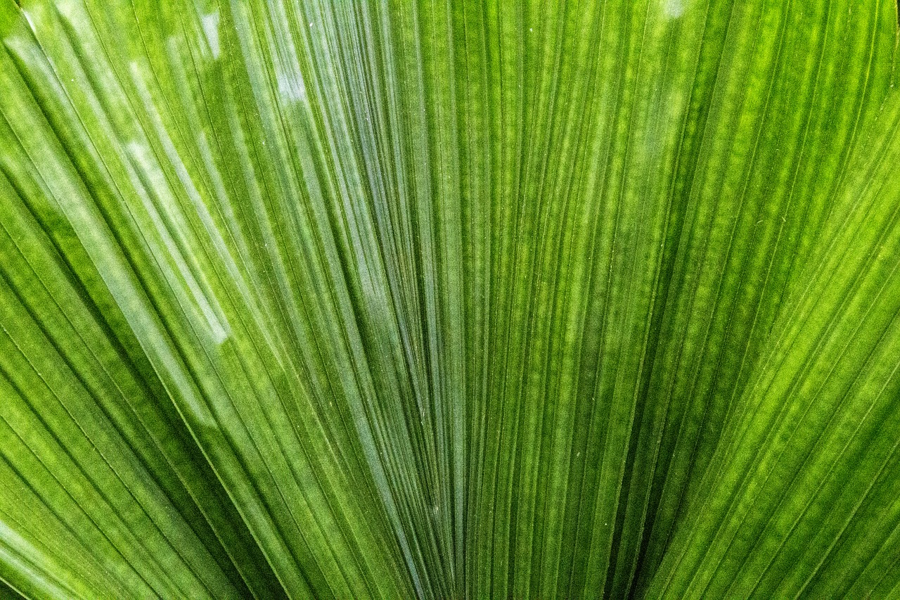 palm leaf  leaf  plant free photo