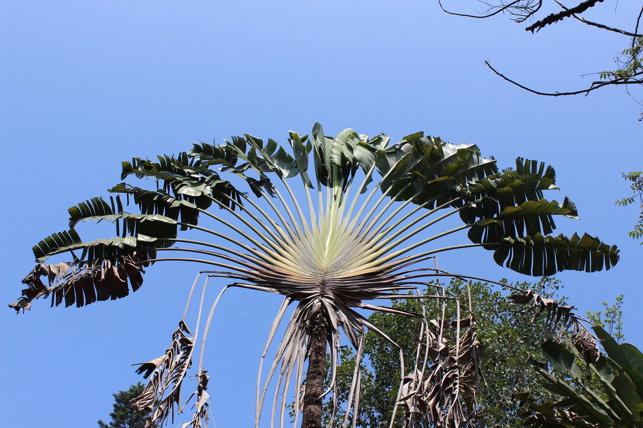 palm leaf palm palm tree free photo