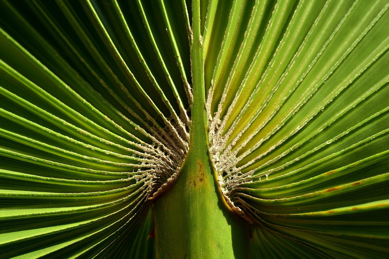 palm leaf  green  leaf free photo