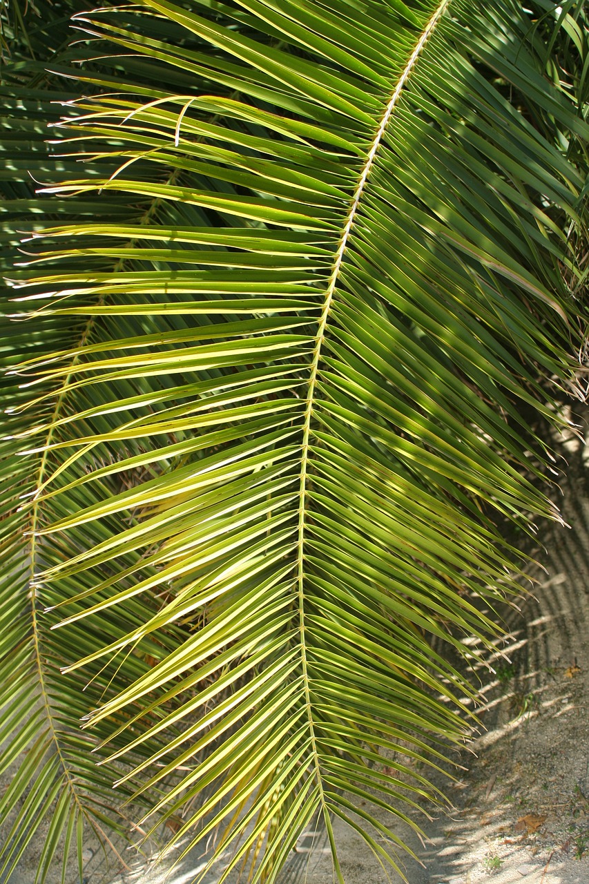 palm leaf  nature  tropic free photo