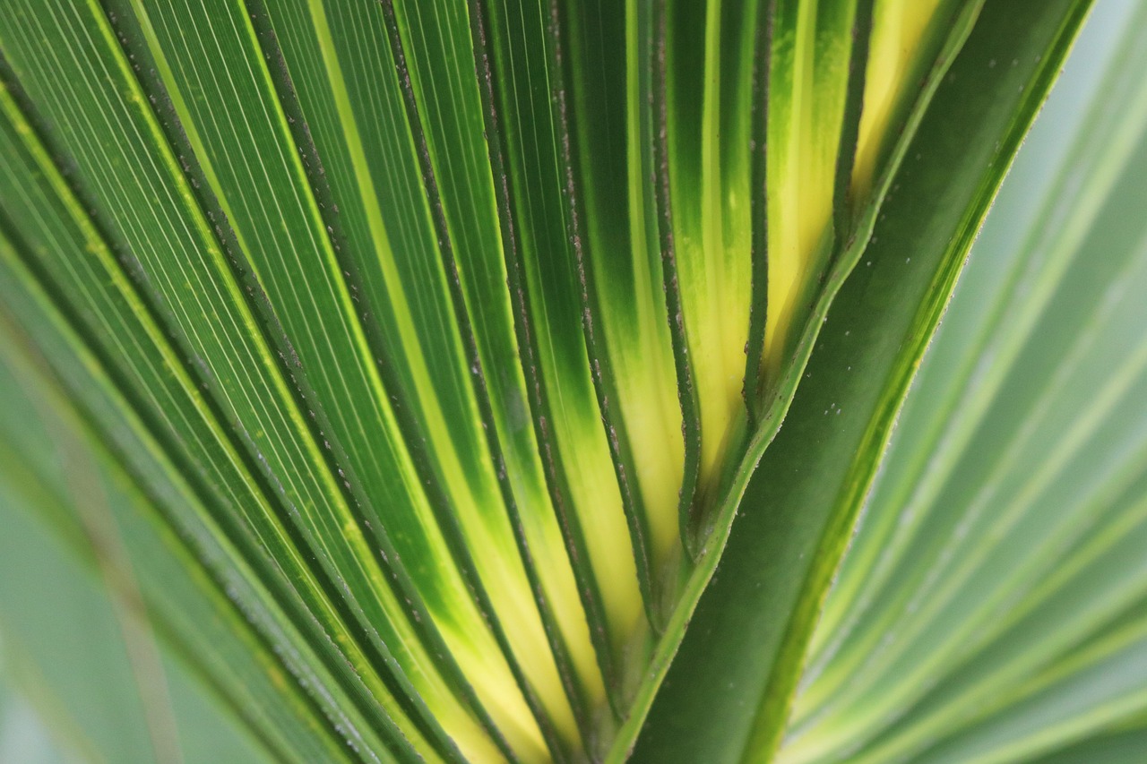 palm leaf  green  yellow free photo