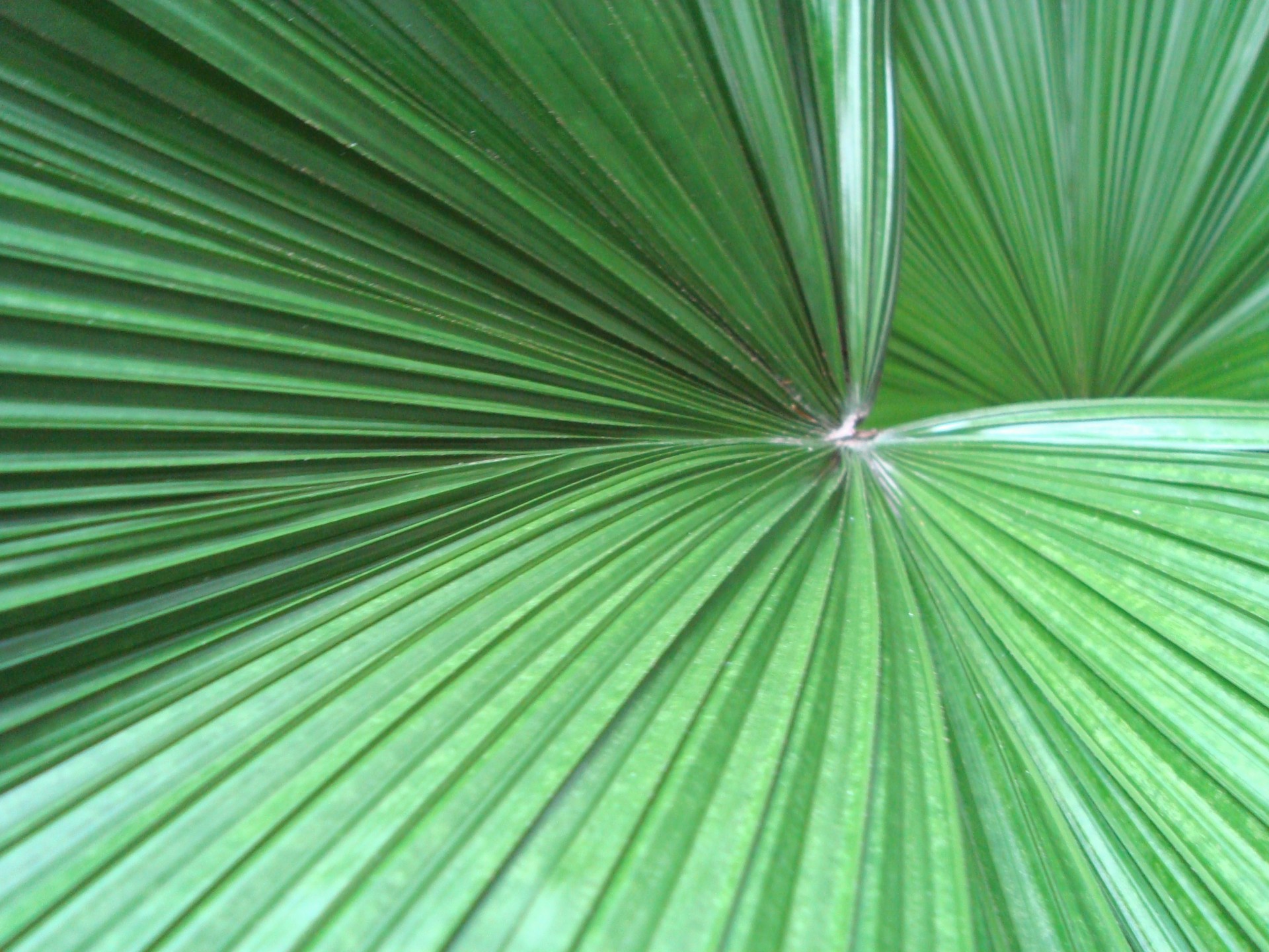 palm leaf leaves free photo