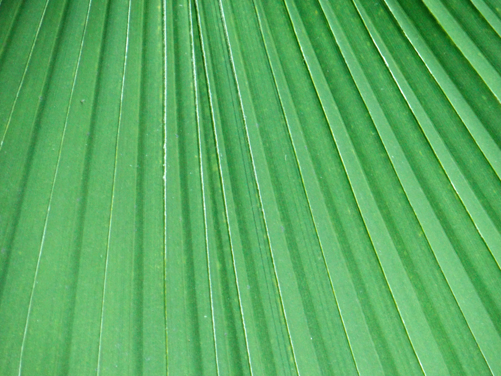 leaf palm green free photo