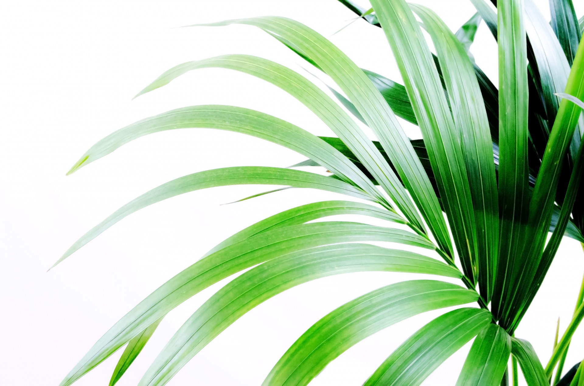 kentia palm houseplant free photo