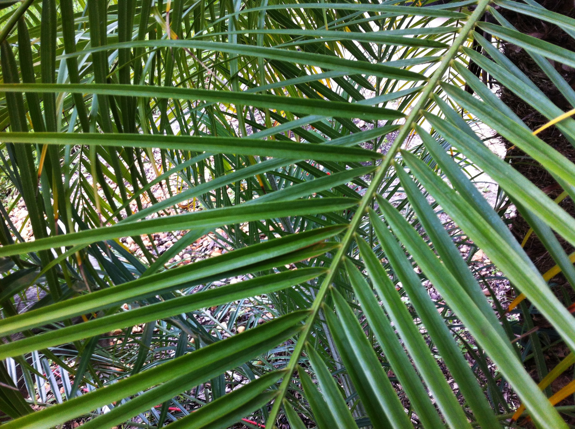 palm leaves palm tree trees free photo
