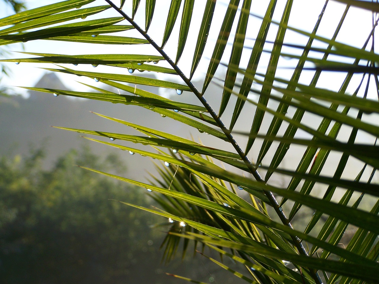 palm leaves raindrops fog free photo