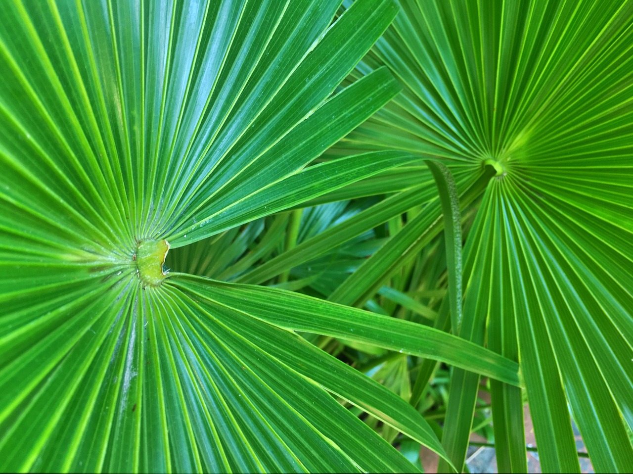 palm leaves fronds palm trees free photo