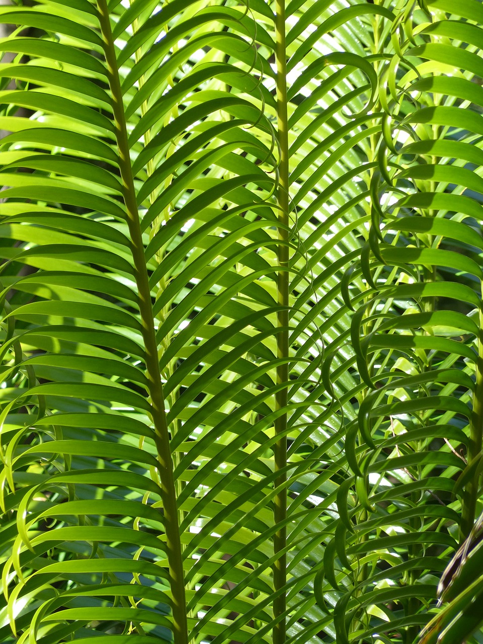 palm leaves plant palm tree free photo