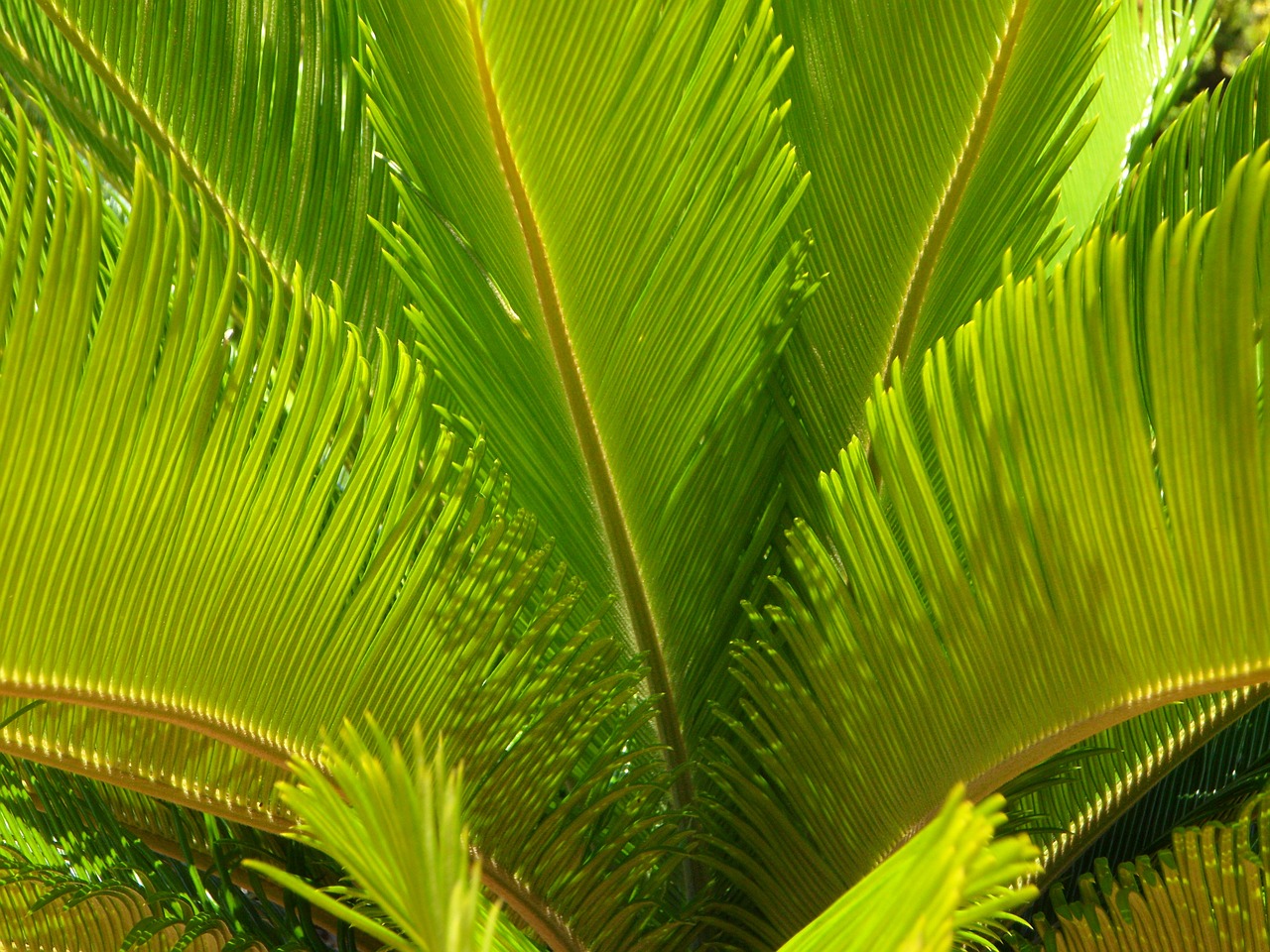 palm leaves palm fronds close free photo