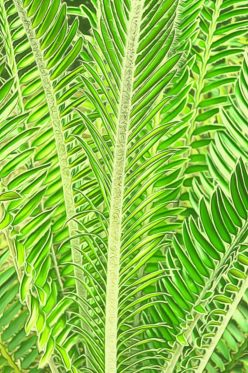 palm leaves summer nature free photo