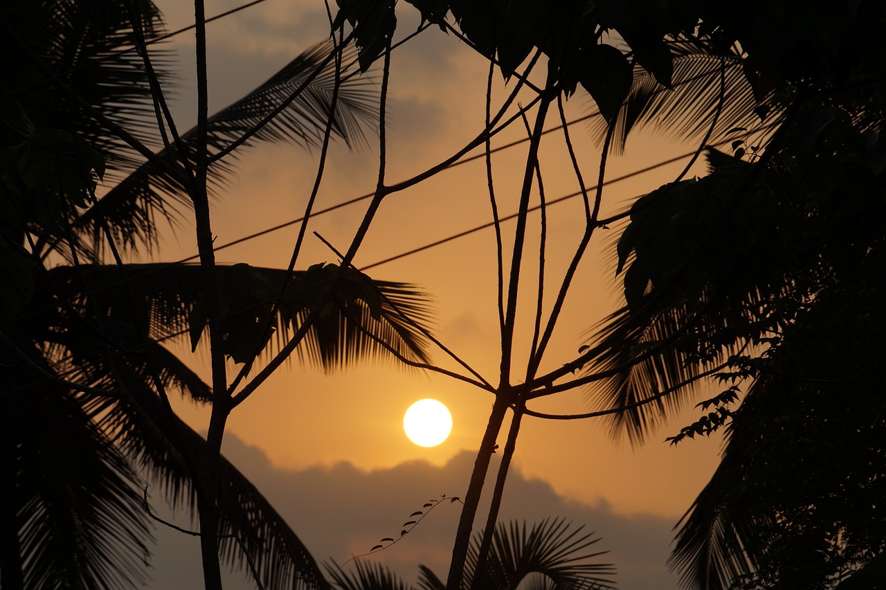 palm leaves sunset sky free photo