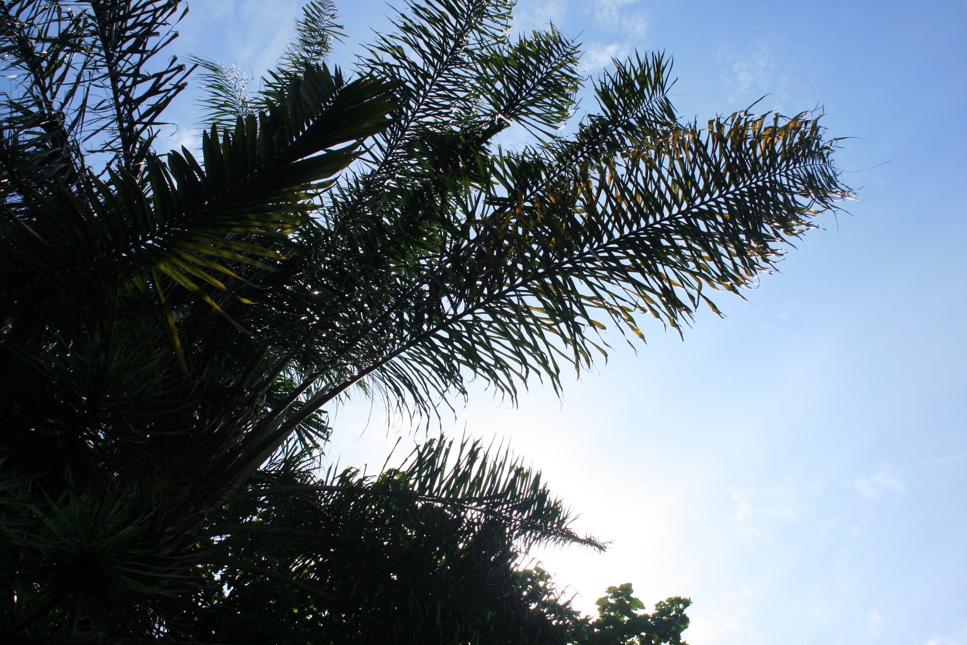 palm leaves fronds free photo