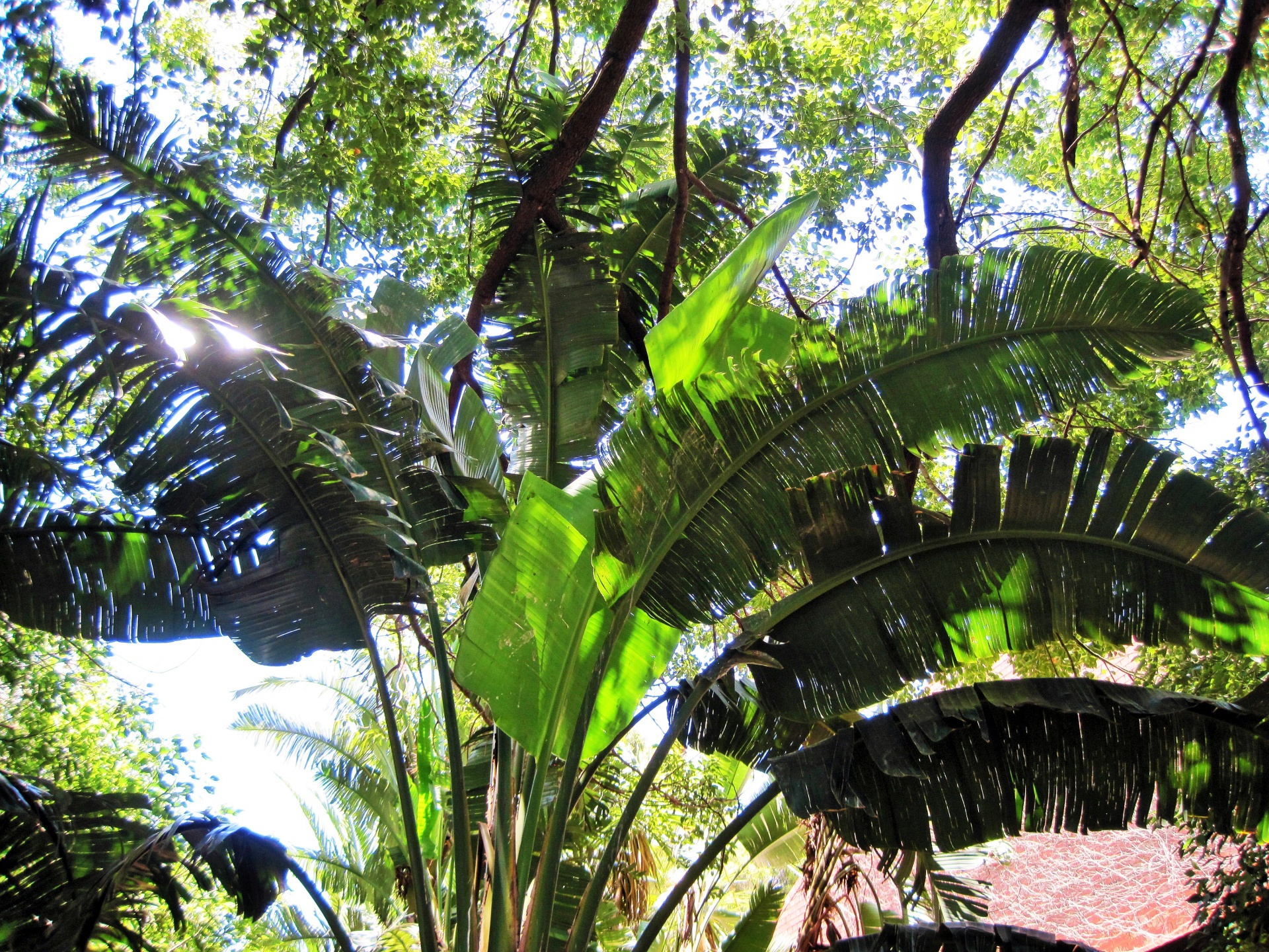 palm leaves fronds free photo