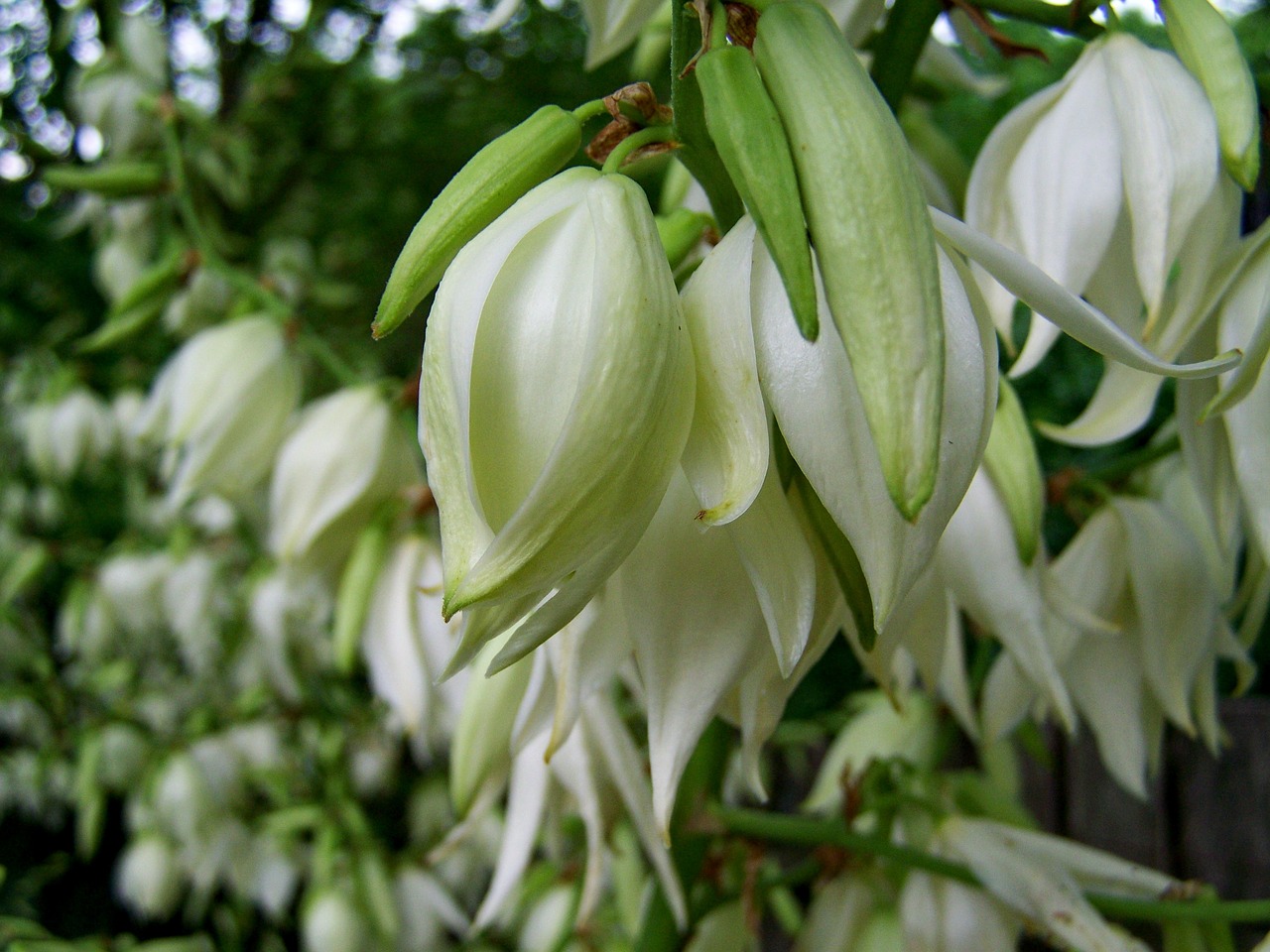 palm lily  white flower  flower garden free photo