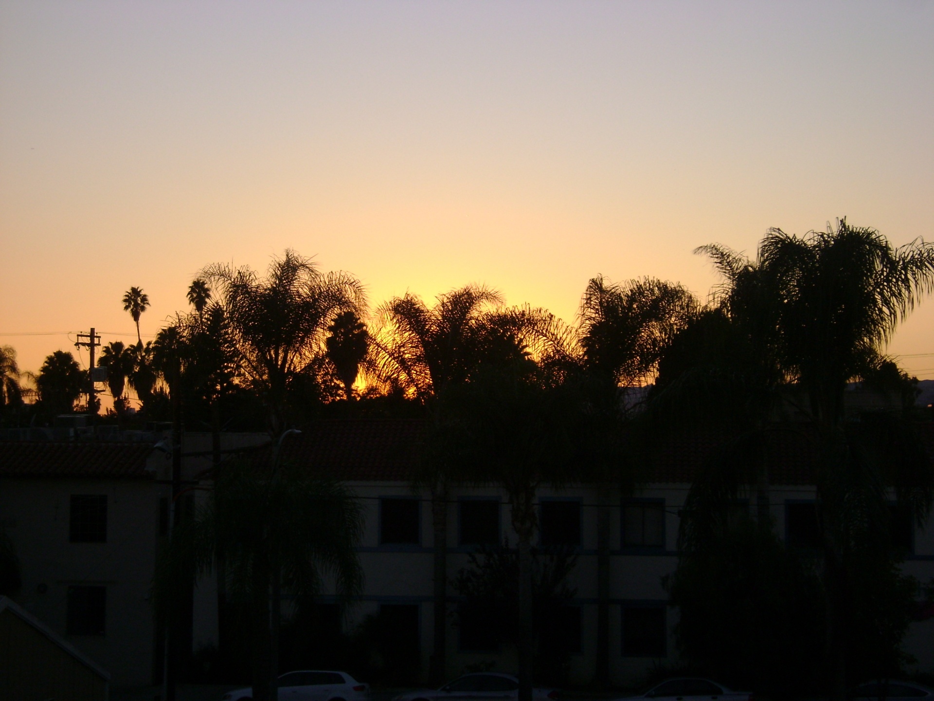 california palm sunset free photo