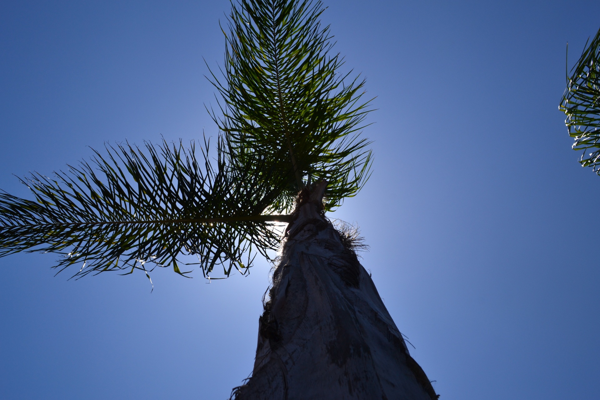 trees palm pictures free photo