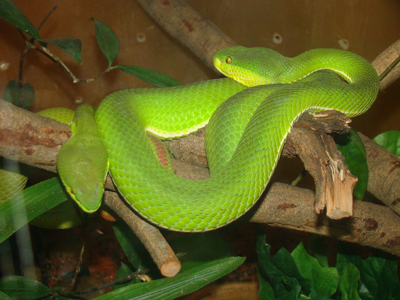 palm pit vipers asian green free photo