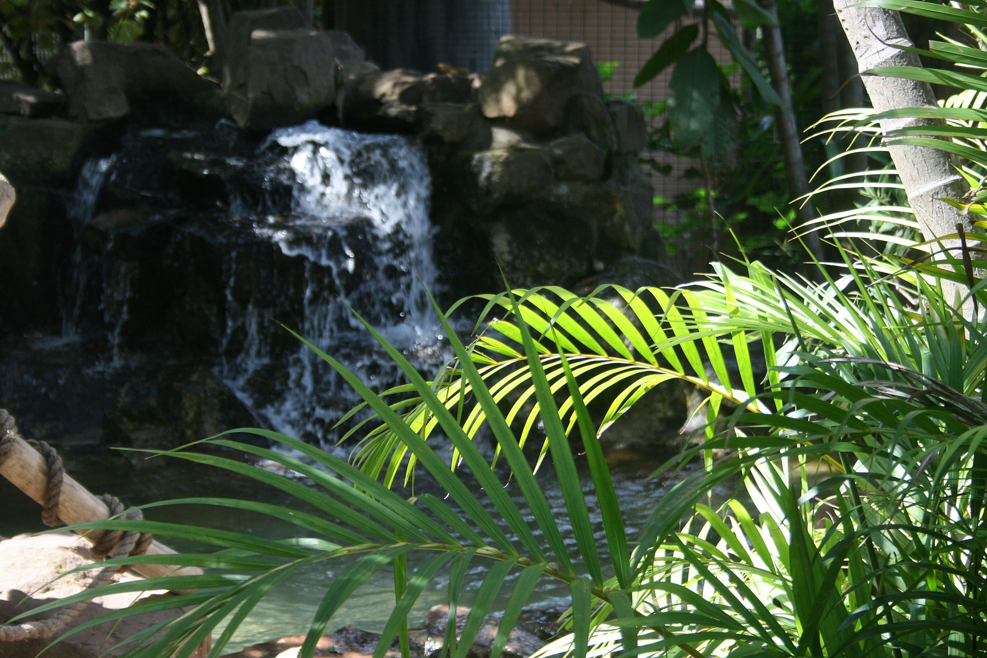 garden leaves palms free photo