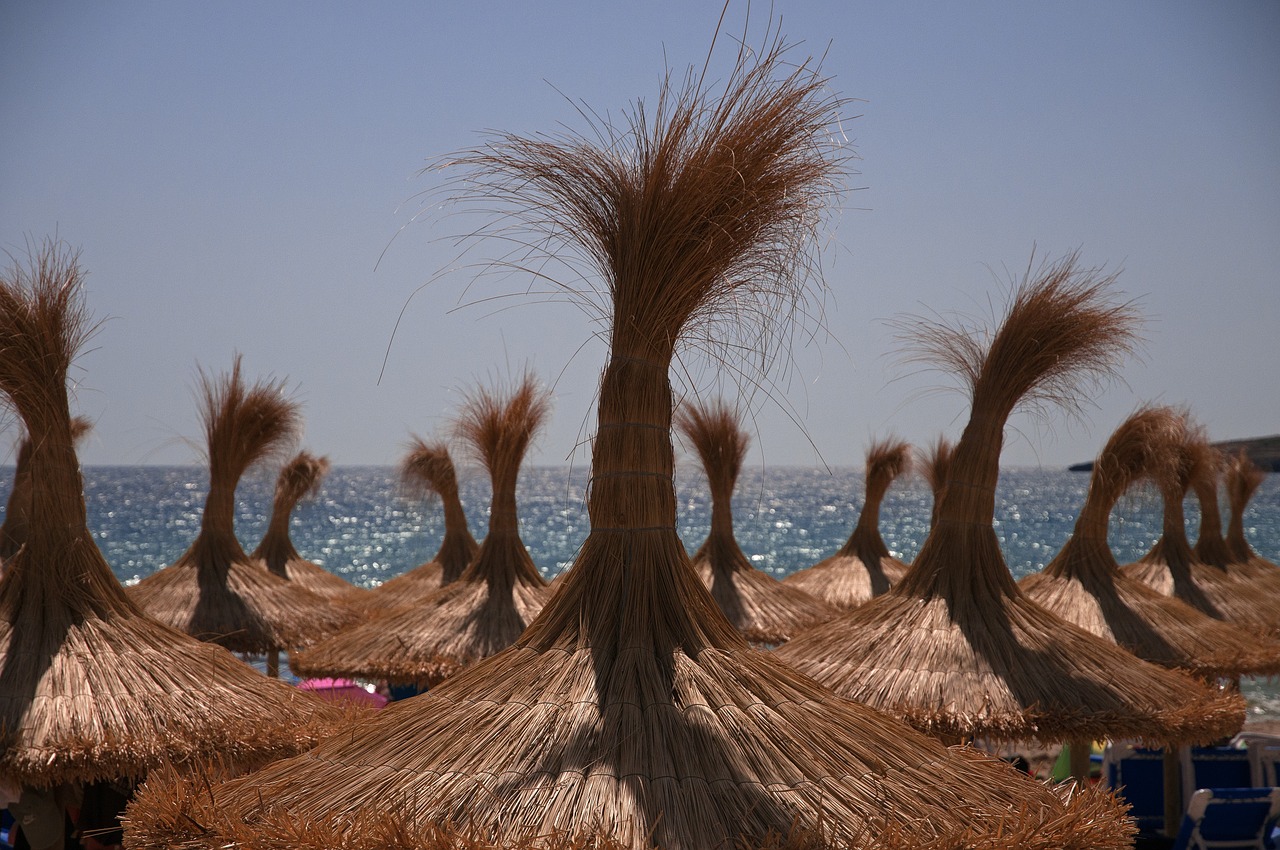 palm roofs sea sun free photo