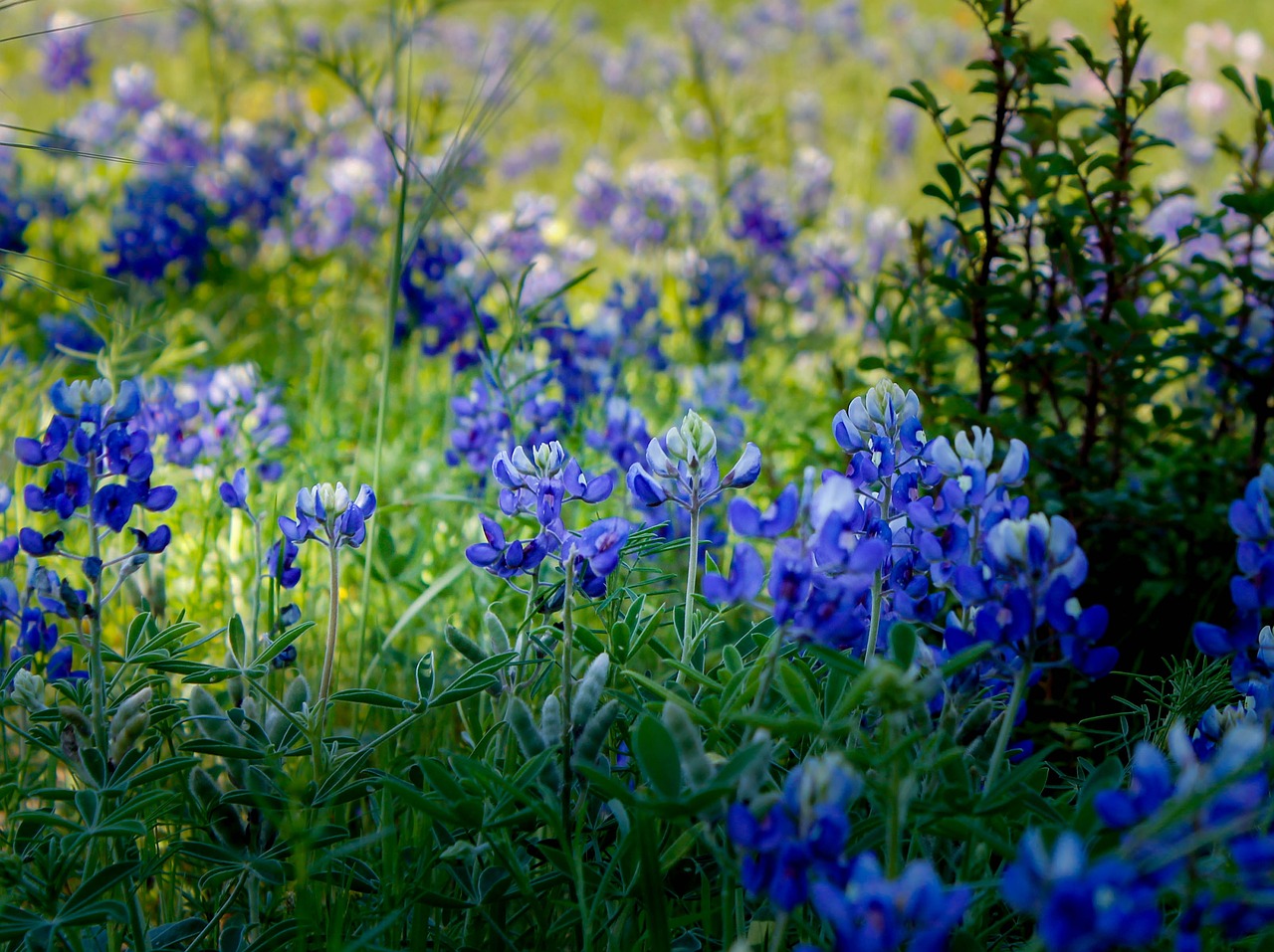 palm sunday  blue  bluebonnet free photo