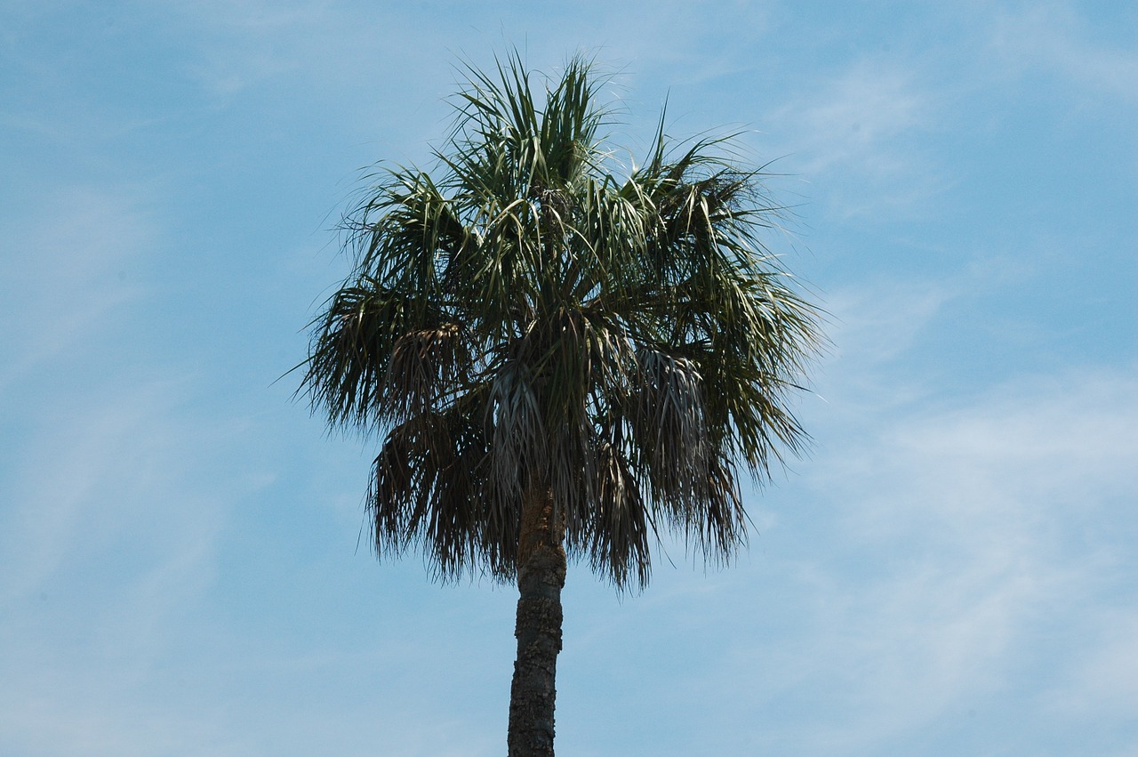 palm tree blue sky palm free photo