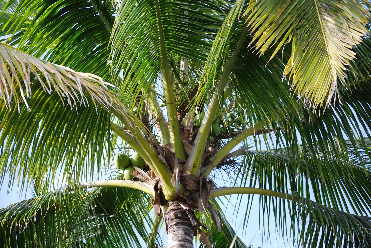 palm tree tree coconuts free photo