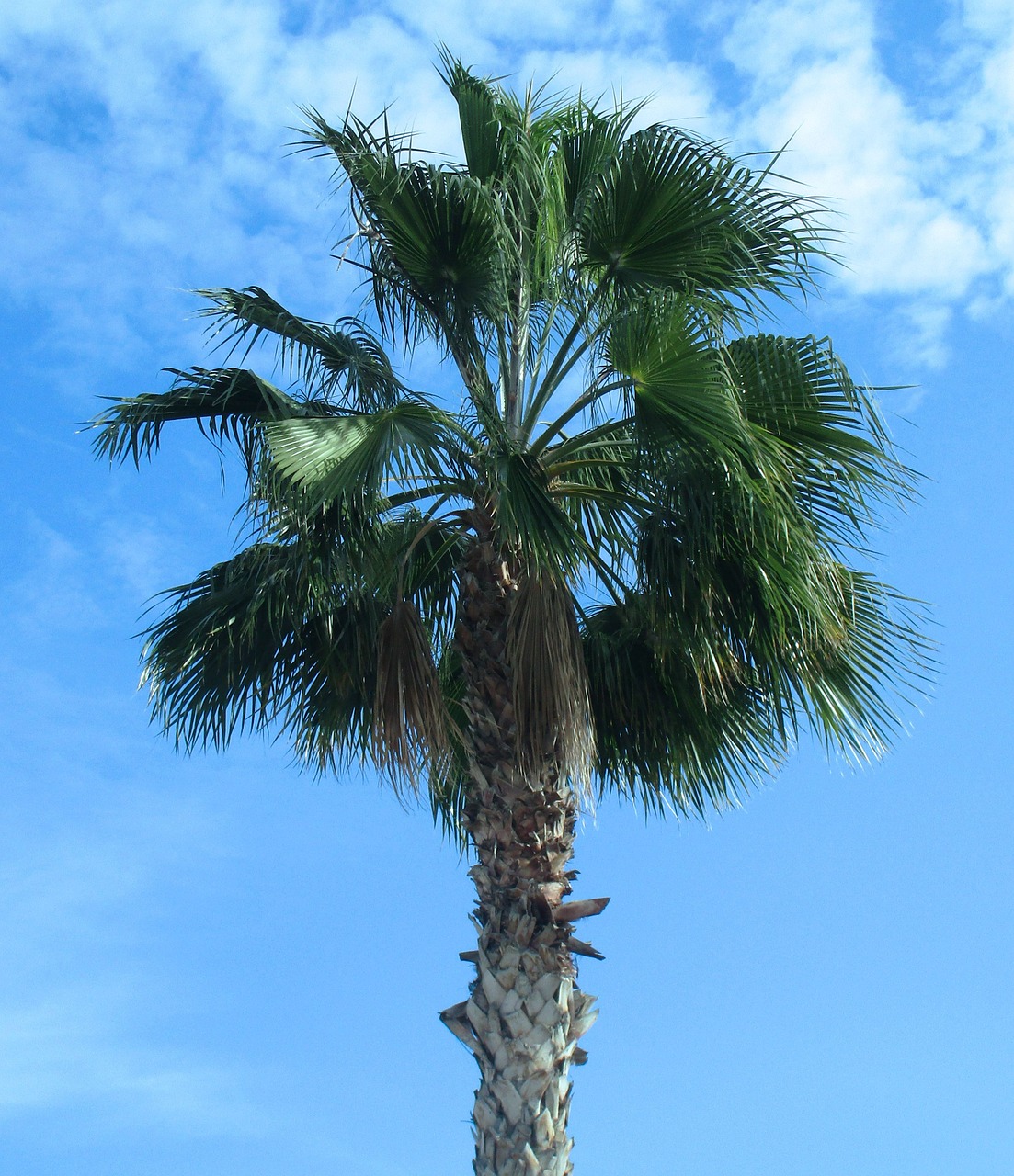 palm tree nature sky free photo