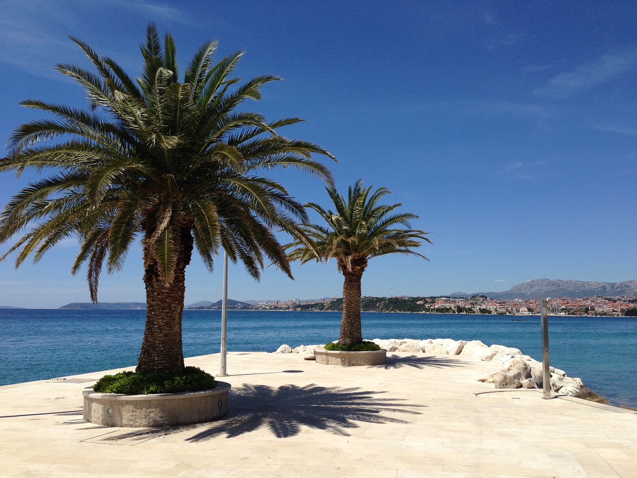 palm tree beach sun free photo