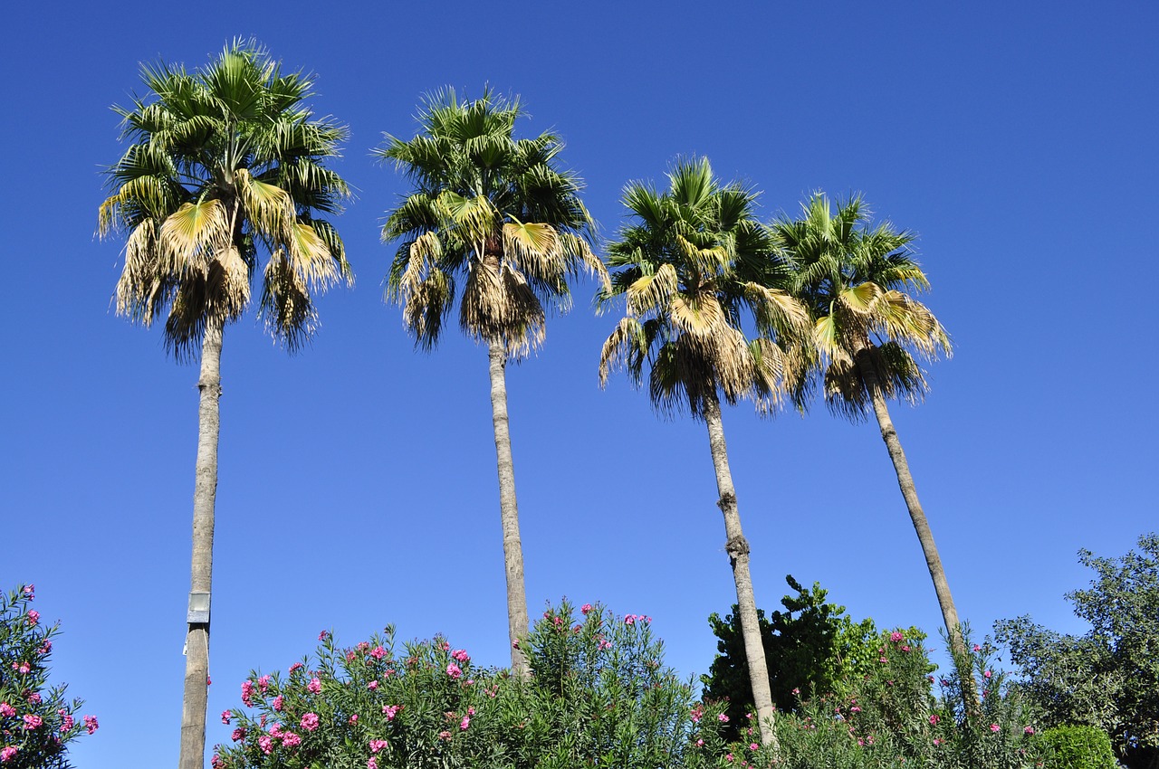 palm tree tree tropical free photo
