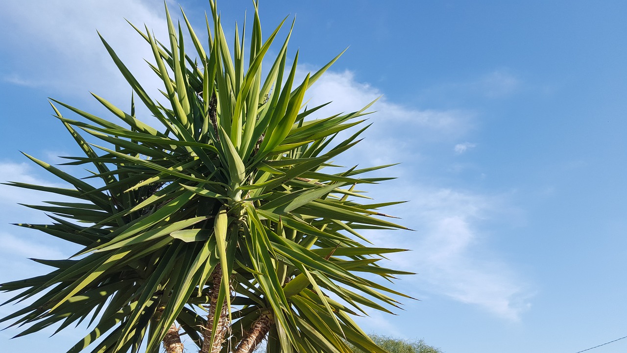 palm tree blue sky holiday free photo