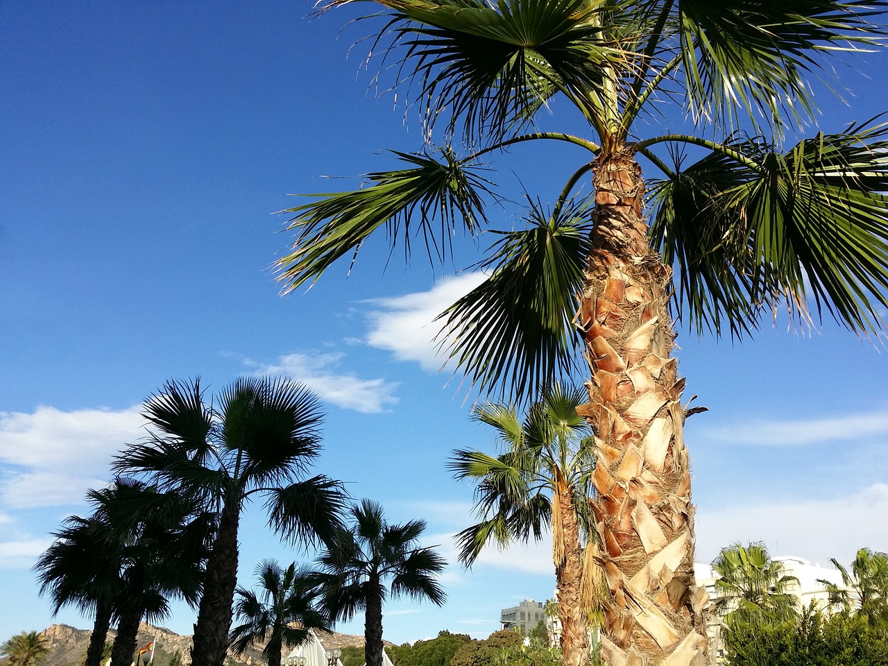 palm tree sky landscape free photo