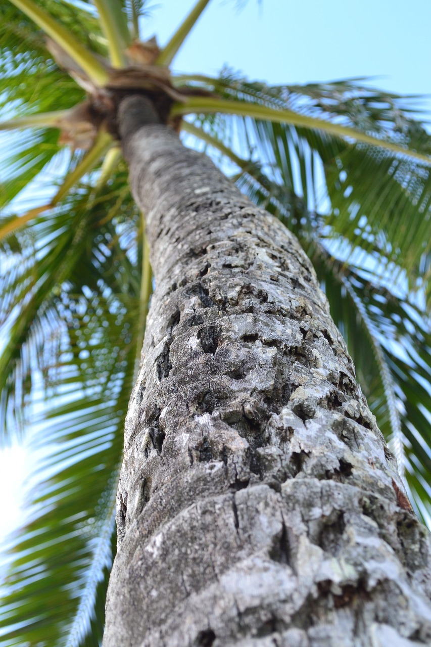 palm tree hawaii oahu free photo