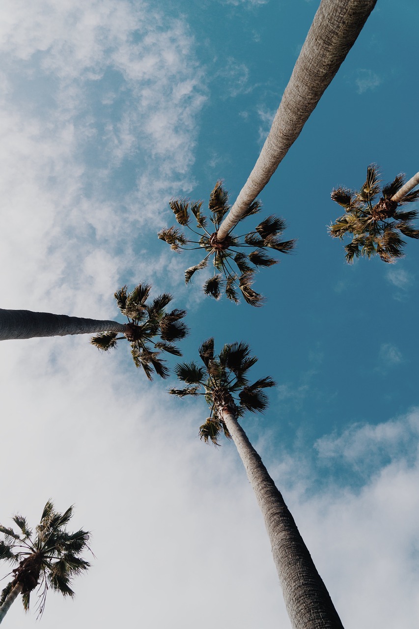 palm tree tropical sky free photo