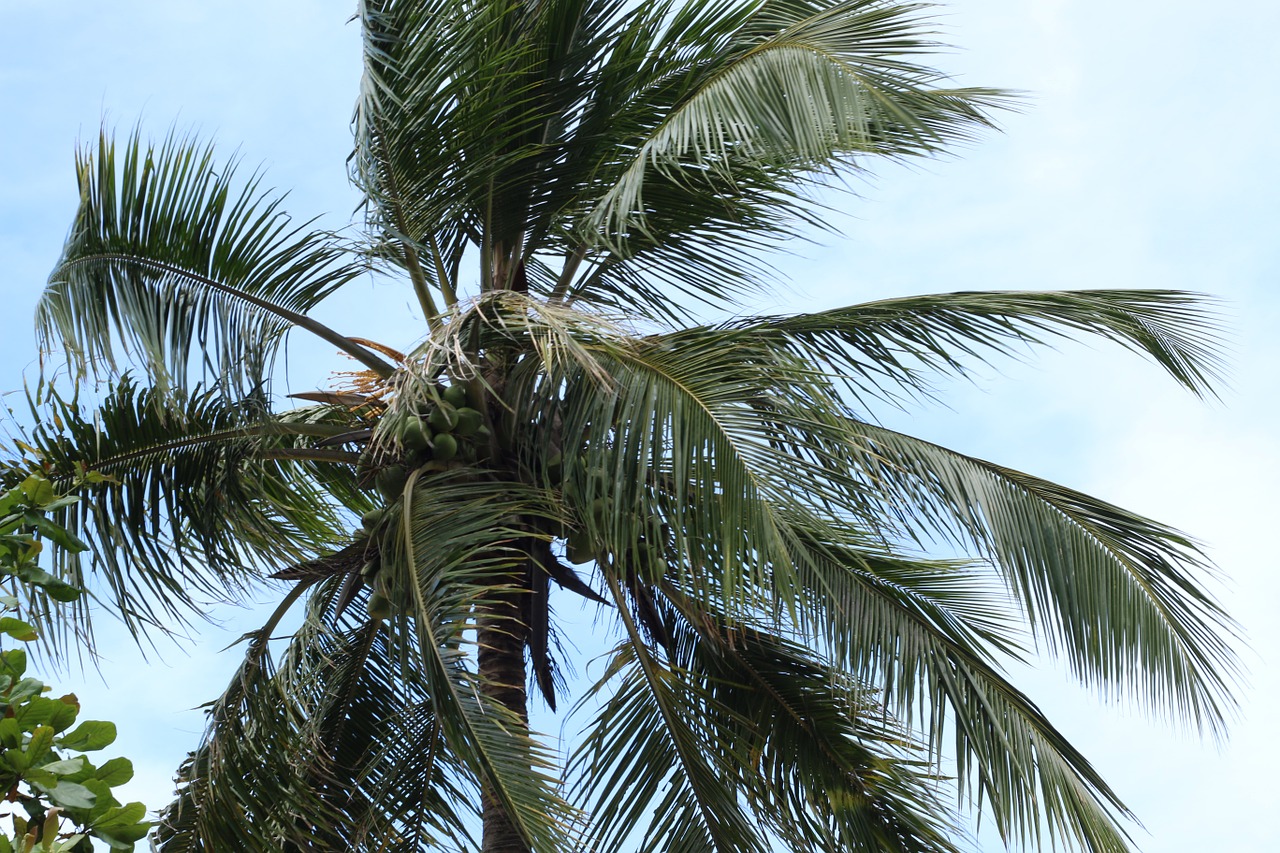 palm tree tree leaves free photo