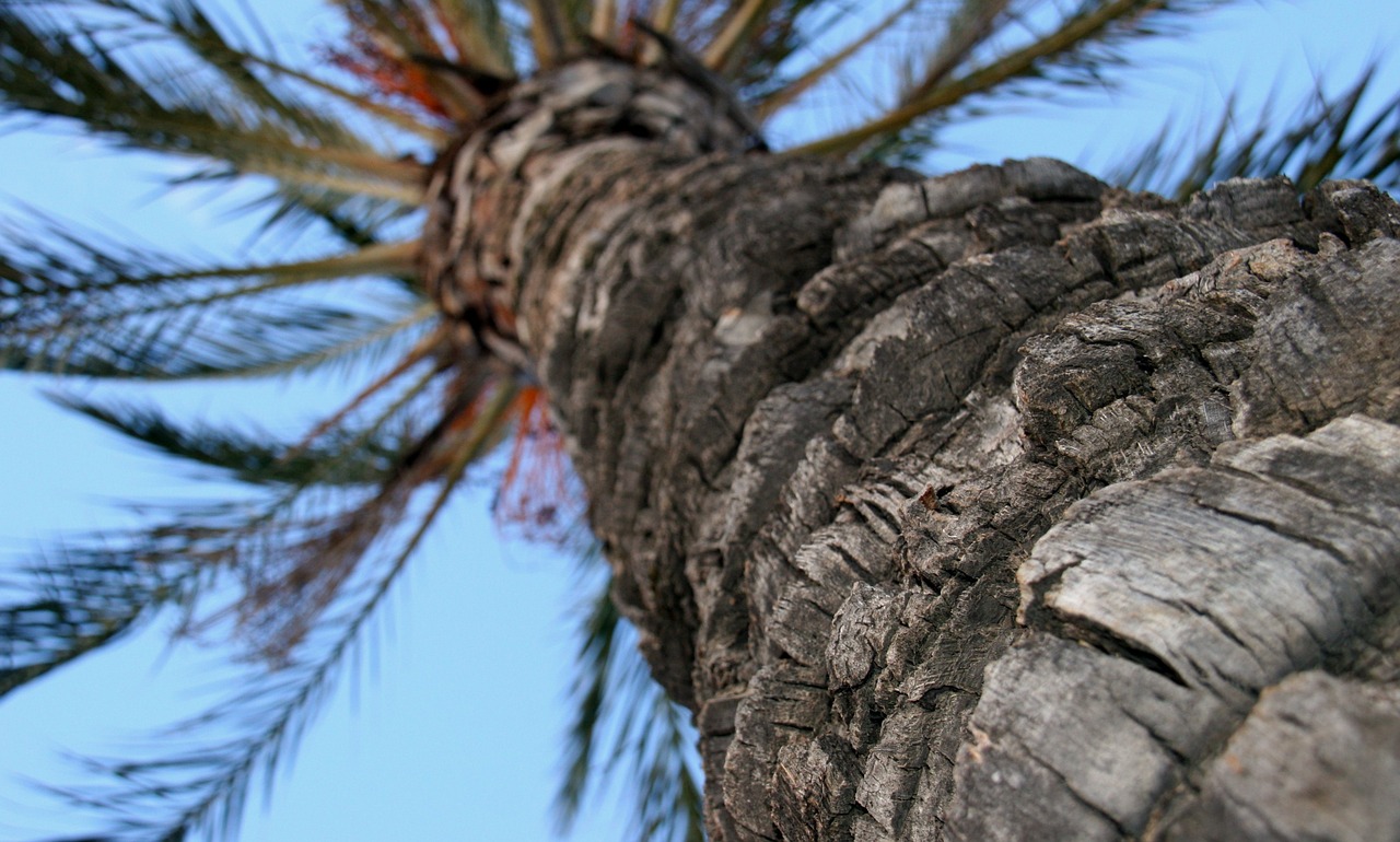 palm tree trunk tree free photo