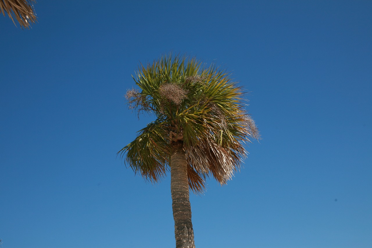palm tree summer beach free photo