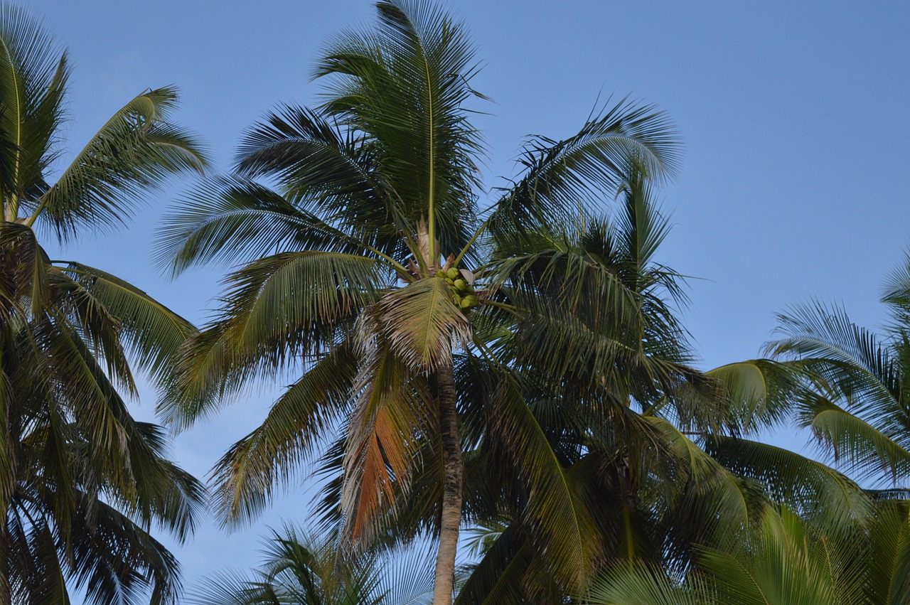 palm tree coconut tree coconut free photo
