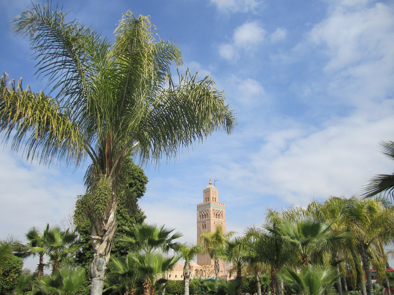 palm tree marrakech morocco free photo